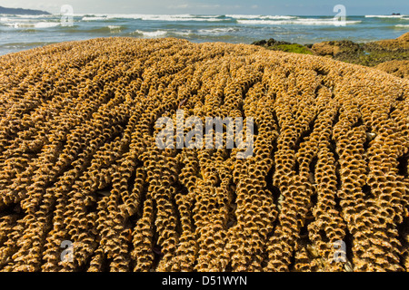 Sable intertidales reef faites par le Sandcastle worm, Playa Guiones beach, Nosara, Péninsule de Nicoya, Province de Guanacaste, Costa Rica Banque D'Images