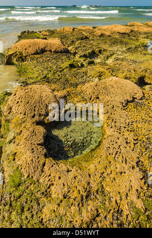 Sable intertidales reef faites par le Sandcastle worm, Playa Guiones beach, Nosara, Péninsule de Nicoya, Province de Guanacaste, Costa Rica Banque D'Images