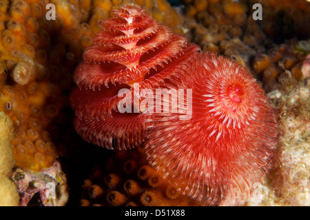 Arbre de Noël - spirobranchus giganteus ver serpulidae Banque D'Images