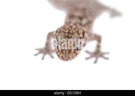 Gros plan de la tête d'un bébé gecko sur fond blanc Banque D'Images