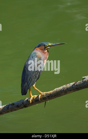 Le héron vert (Butorides virescens) par la rivière Nosara à la Réserve Biologique, Nosara, Province de Guanacaste, Costa Rica Banque D'Images