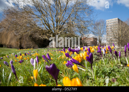 Les crocus fleurissent dans Eastrop Park à Basingstoke, Hampshire Banque D'Images