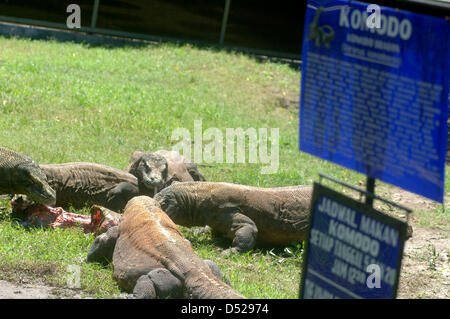 20 mars 2013 - Surabaya, Java Est, Indonésie - 20 mars 2013 - Surabaya, Java Est, Indonésie - certains dragons (Varanus komodoensis) scramble de la viande de chèvre adultes lancée par.un gardien de zoo de Surabaya, Java Est, le 20 mars 2013. Alimentation animale.ancienne est l'un de l'éducation donnée aux visiteurs sur comment manger les espèces.sans avoir à venir à l'habitat naturel de ces animaux. (Crédit Image : © Sijori Images/ZUMAPRESS.com) Banque D'Images