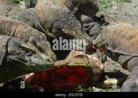 20 mars 2013 - Surabaya, Java Est, Indonésie - 20 mars 2013 - Surabaya, Java Est, Indonésie - certains dragons (Varanus komodoensis) scramble de la viande de chèvre adultes lancée par.un gardien de zoo de Surabaya, Java Est, le 20 mars 2013. Alimentation animale.ancienne est l'un de l'éducation donnée aux visiteurs sur comment manger les espèces.sans avoir à venir à l'habitat naturel de ces animaux. (Crédit Image : © Sijori Images/ZUMAPRESS.com) Banque D'Images