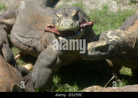 20 mars 2013 - Surabaya, Java Est, Indonésie - 20 mars 2013 - Surabaya, Java Est, Indonésie - certains dragons (Varanus komodoensis) scramble de la viande de chèvre adultes lancée par.un gardien de zoo de Surabaya, Java Est, le 20 mars 2013. Alimentation animale.ancienne est l'un de l'éducation donnée aux visiteurs sur comment manger les espèces.sans avoir à venir à l'habitat naturel de ces animaux. (Crédit Image : © Sijori Images/ZUMAPRESS.com) Banque D'Images