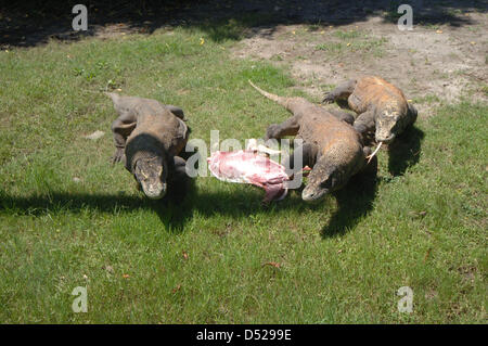 20 mars 2013 - Surabaya, Java Est, Indonésie - 20 mars 2013 - Surabaya, Java Est, Indonésie - certains dragons (Varanus komodoensis) scramble de la viande de chèvre adultes lancée par.un gardien de zoo de Surabaya, Java Est, le 20 mars 2013. Alimentation animale.ancienne est l'un de l'éducation donnée aux visiteurs sur comment manger les espèces.sans avoir à venir à l'habitat naturel de ces animaux. (Crédit Image : © Sijori Images/ZUMAPRESS.com) Banque D'Images