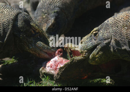 20 mars 2013 - Surabaya, Java Est, Indonésie - 20 mars 2013 - Surabaya, Java Est, Indonésie - certains dragons (Varanus komodoensis) scramble de la viande de chèvre adultes lancée par.un gardien de zoo de Surabaya, Java Est, le 20 mars 2013. Alimentation animale.ancienne est l'un de l'éducation donnée aux visiteurs sur comment manger les espèces.sans avoir à venir à l'habitat naturel de ces animaux. (Crédit Image : © Sijori Images/ZUMAPRESS.com) Banque D'Images