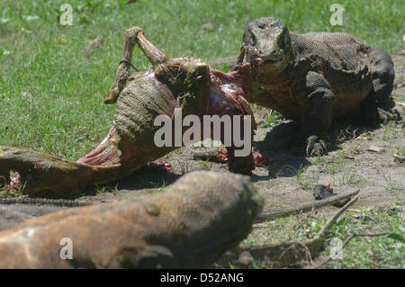 20 mars 2013 - Surabaya, Java Est, Indonésie - 20 mars 2013 - Surabaya, Java Est, Indonésie - certains dragons (Varanus komodoensis) scramble de la viande de chèvre adultes lancée par.un gardien de zoo de Surabaya, Java Est, le 20 mars 2013. Alimentation animale.ancienne est l'un de l'éducation donnée aux visiteurs sur comment manger les espèces.sans avoir à venir à l'habitat naturel de ces animaux. (Crédit Image : © Sijori Images/ZUMAPRESS.com) Banque D'Images