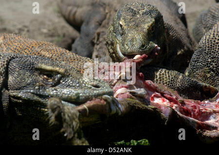 20 mars 2013 - Surabaya, Java Est, Indonésie - 20 mars 2013 - Surabaya, Java Est, Indonésie - certains dragons (Varanus komodoensis) scramble de la viande de chèvre adultes lancée par.un gardien de zoo de Surabaya, Java Est, le 20 mars 2013. Alimentation animale.ancienne est l'un de l'éducation donnée aux visiteurs sur comment manger les espèces.sans avoir à venir à l'habitat naturel de ces animaux. (Crédit Image : © Sijori Images/ZUMAPRESS.com) Banque D'Images