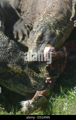 20 mars 2013 - Surabaya, Java Est, Indonésie - 20 mars 2013 - Surabaya, Java Est, Indonésie - certains dragons (Varanus komodoensis) scramble de la viande de chèvre adultes lancée par.un gardien de zoo de Surabaya, Java Est, le 20 mars 2013. Alimentation animale.ancienne est l'un de l'éducation donnée aux visiteurs sur comment manger les espèces.sans avoir à venir à l'habitat naturel de ces animaux. (Crédit Image : © Sijori Images/ZUMAPRESS.com) Banque D'Images