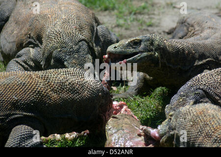 20 mars 2013 - Surabaya, Java Est, Indonésie - 20 mars 2013 - Surabaya, Java Est, Indonésie - certains dragons (Varanus komodoensis) scramble de la viande de chèvre adultes lancée par.un gardien de zoo de Surabaya, Java Est, le 20 mars 2013. Alimentation animale.ancienne est l'un de l'éducation donnée aux visiteurs sur comment manger les espèces.sans avoir à venir à l'habitat naturel de ces animaux. (Crédit Image : © Sijori Images/ZUMAPRESS.com) Banque D'Images