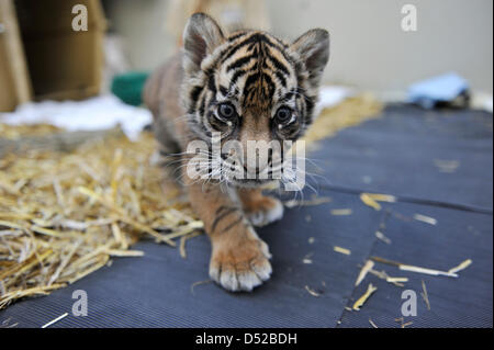 Tigre de Sumatra cub 'Daseep' joue dans son enclos au zoo de Francfort, Allemagne, 21 octobre 2010. Elle est née le 10 septembre 2010 et est maintenant soulevée par son gardien. Il n'y a que 400 gratuitement Amour dans le monde ces jours-ci. Photo : Boris Roessler Banque D'Images