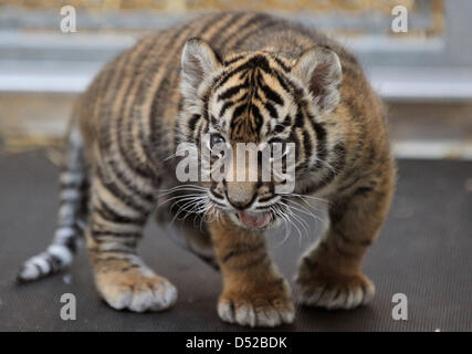 Tigre de Sumatra cub 'Daseep' joue dans son enclos au zoo de Francfort, Allemagne, 21 octobre 2010. Elle est née le 10 septembre 2010 et est maintenant soulevée par son gardien. Il n'y a que 400 gratuitement Amour dans le monde ces jours-ci. Photo : Boris Roessler Banque D'Images