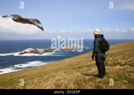 Walker à la recherche à Muckle Flugga et îles de phare Hermaness National Nature Reserve avec grand labbe volant au-dessus. Unst Shetland Isles UK Banque D'Images