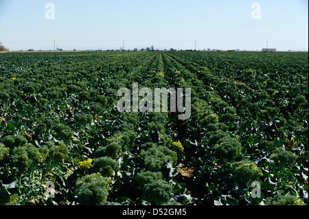 Le brocoli champ dans la Vallée impériale de la Californie Banque D'Images