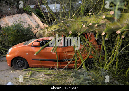 Une voiture détruite en photo sous un arbre tombé dans la région de Darmstadt, Allemagne, 28 février 2010. 'Faible' Xynthia a frappé l'Allemagne avec des vitesses de vent de plus de 130 km/h. La police et les pompiers sont continuellement en activité. De nombreux arbres s'est écrasé sur des voitures en stationnement. Photo : JUERGEN MAHNKE Banque D'Images