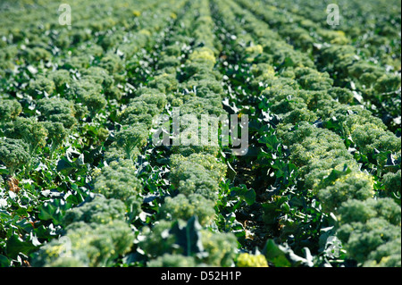 Le brocoli champ dans la Vallée impériale de la Californie Banque D'Images