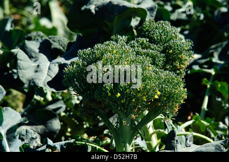 Le brocoli champ dans la Vallée impériale de la Californie Banque D'Images