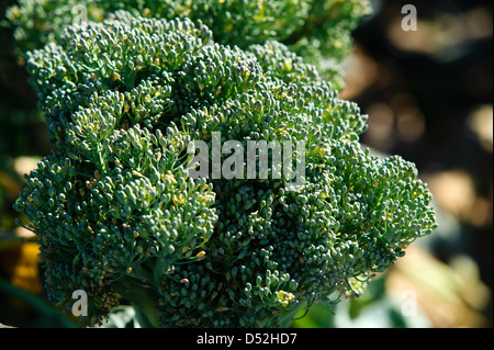 Le brocoli champ dans la Vallée impériale de la Californie Banque D'Images