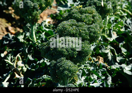 Le brocoli champ dans la Vallée impériale de la Californie Banque D'Images