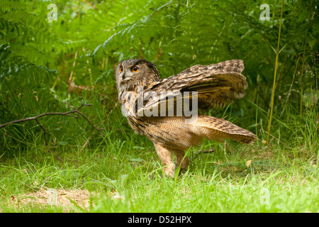 Grand Hibou ébouriffant ses plumes Banque D'Images