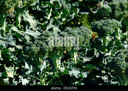 Le brocoli champ dans la Vallée impériale de la Californie Banque D'Images