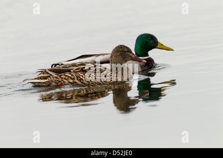 Canard colvert Anas platyrhynchos (Anatidae) Abington Park Lake Banque D'Images