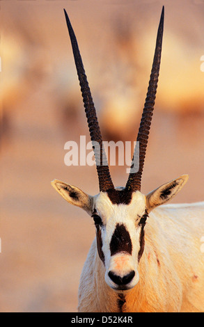 Oryx d'arabie (Oryx leucoryx) sur l'île de Sir Bani Yas, Emirats Arabes Unis. Banque D'Images