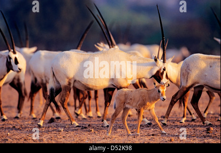 Oryx d'arabie (Oryx leucoryx) sur l'île de Sir Bani Yas, Emirats Arabes Unis. Banque D'Images