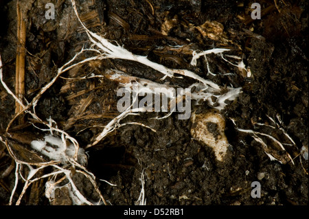 Ramification des fils du champignon mycorhizien mycélium dans le sol organique Banque D'Images