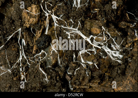 Ramification des fils du champignon mychorrhizal mycélium dans le sol organique Banque D'Images