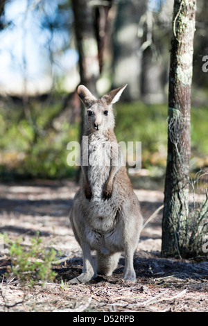 Le kangourou gris (Macropus giganteus), l'Australie Banque D'Images