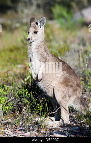 Le kangourou gris (Macropus giganteus), l'Australie Banque D'Images
