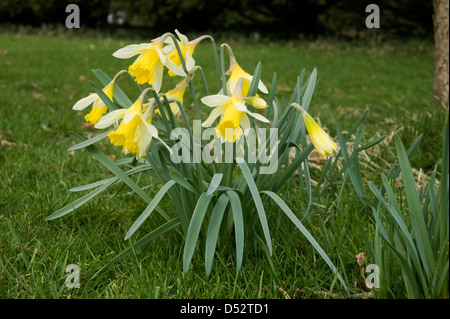 Une Jonquille sauvage ou prêté lily, Narcissus pseudonarcissus, en fleurs Banque D'Images
