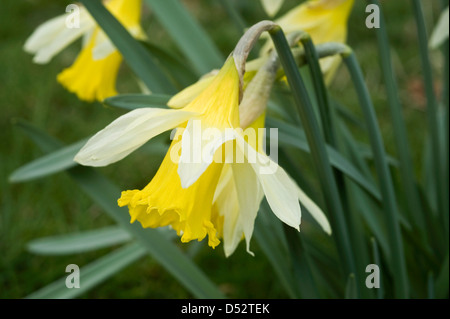 Une Jonquille sauvage ou prêté lily, Narcissus pseudonarcissus, en fleurs Banque D'Images