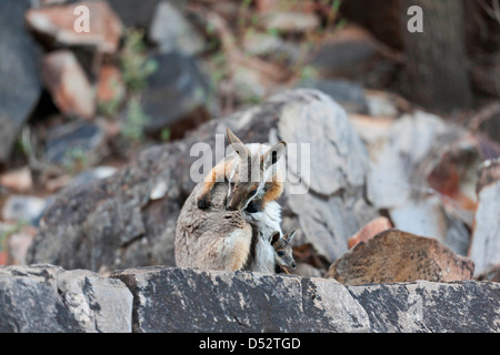 Yellow-Footed Rock-Wallaby (Petrogale xanthopus), l'Australie Banque D'Images