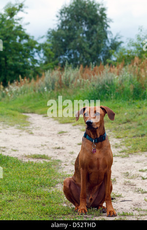 Berlin, Allemagne, un Pinscher allemand dans le siège dans un champ près de Berlin-Lichtenrade Banque D'Images