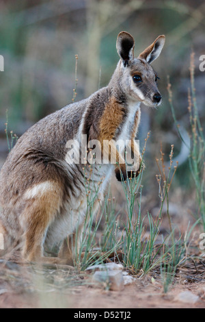 Yellow-Footed Rock-Wallaby (Petrogale xanthopus), l'Australie Banque D'Images