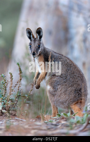 Yellow-Footed Rock-Wallaby (Petrogale xanthopus), l'Australie Banque D'Images