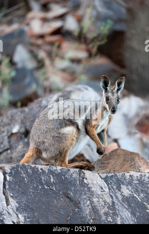 Yellow-Footed Rock-Wallaby (Petrogale xanthopus), l'Australie Banque D'Images