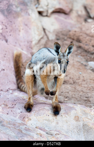 Yellow-Footed Rock-Wallaby (Petrogale xanthopus), l'Australie Banque D'Images