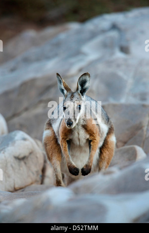 Yellow-Footed Rock-Wallaby (Petrogale xanthopus), l'Australie Banque D'Images