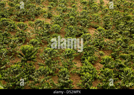 Les champs et les plantations de café dans les Andes colombiennes. Banque D'Images