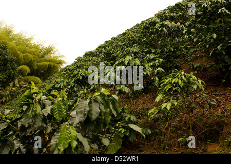 Les champs et les plantations de café dans les Andes colombiennes. Banque D'Images