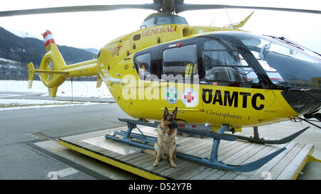 L'hélicoptère de sauvetage Christopherus I se tient à côté d'avalanche search dog Ronnie en face d'une gare de l'Automobile, Moto et Touring Club (ÖAMTC), photographié à Innsbruck, Autriche, 20 janvier 2013. Le nombre d'accidents de ski augmente dans toute l'Autriche. Photo : Miriam Bandar Banque D'Images