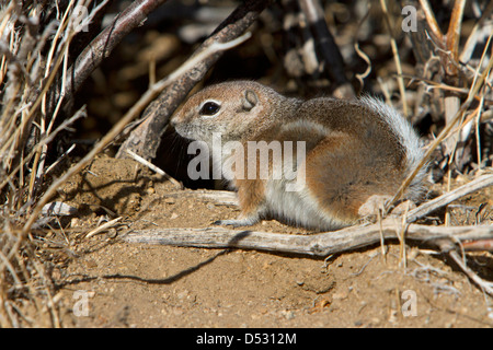 Écureuil antilope à queue blanche (Ammospermophilus leucurus) sous un buisson, à Barker Dam, Joshua Tree National Park, California, USA Banque D'Images