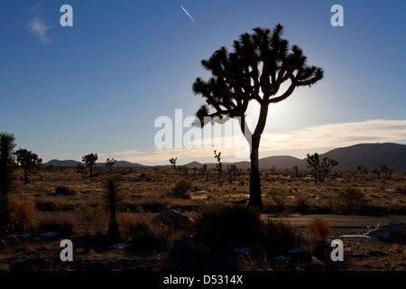 Joshua Trees (Yucca brevifolia) et paysage environnant au coucher du soleil dans le parc national de Joshua Tree, California, USA en Janvier Banque D'Images