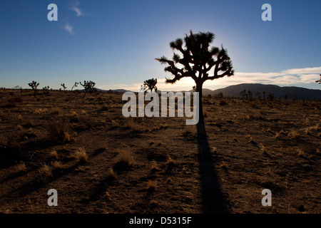 Joshua Trees (Yucca brevifolia) et paysage environnant au coucher du soleil dans le parc national de Joshua Tree, California, USA en Janvier Banque D'Images