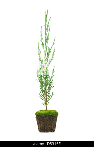 Thuja avec la saleté isolated on white Banque D'Images