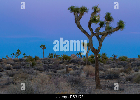 Joshua Trees (Yucca brevifolia) et paysage environnant au coucher du soleil dans le parc national de Joshua Tree, California, USA en Janvier Banque D'Images